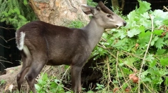 Crested елен - неостварлив вампир